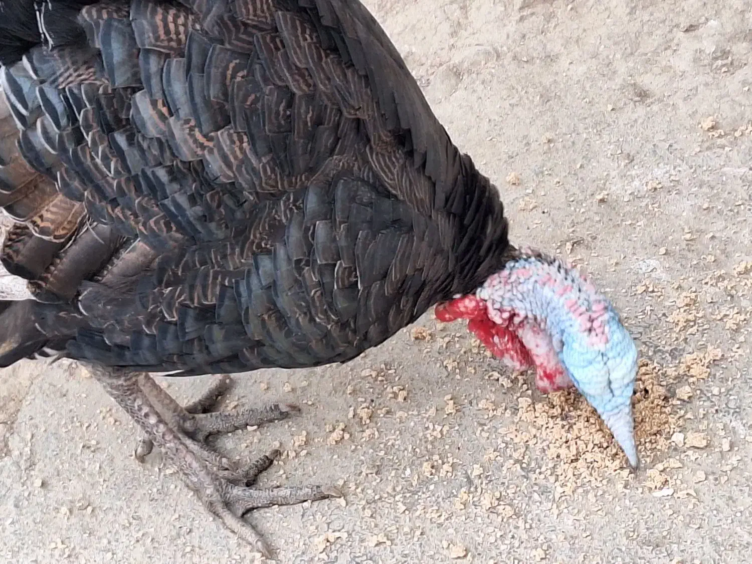 بوقلمون|حیوانات مزرعه|یاسوج, |دیوار