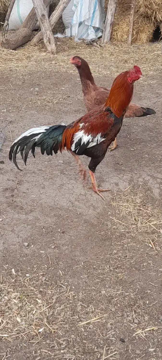 خروس‌لاری|حیوانات مزرعه|ثمرین, |دیوار