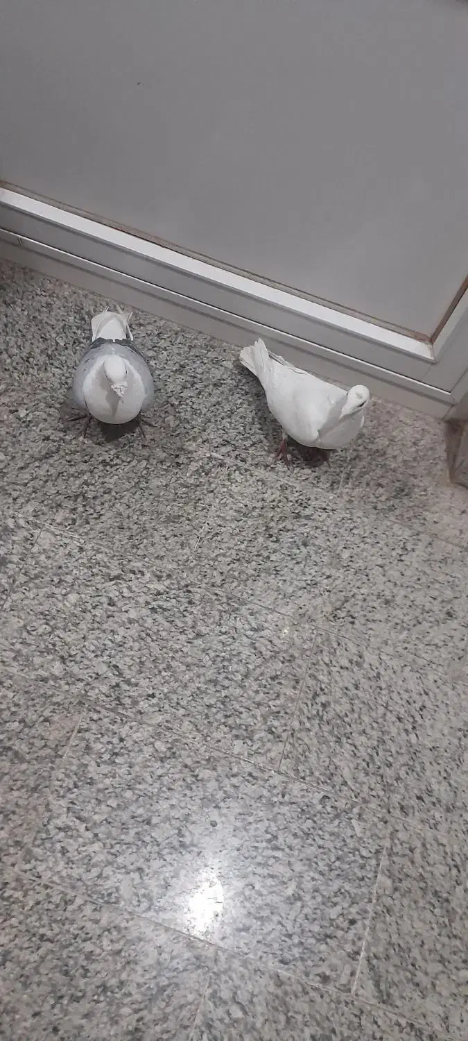 کبوترپلاکی|پرنده|فلاورجان, |دیوار