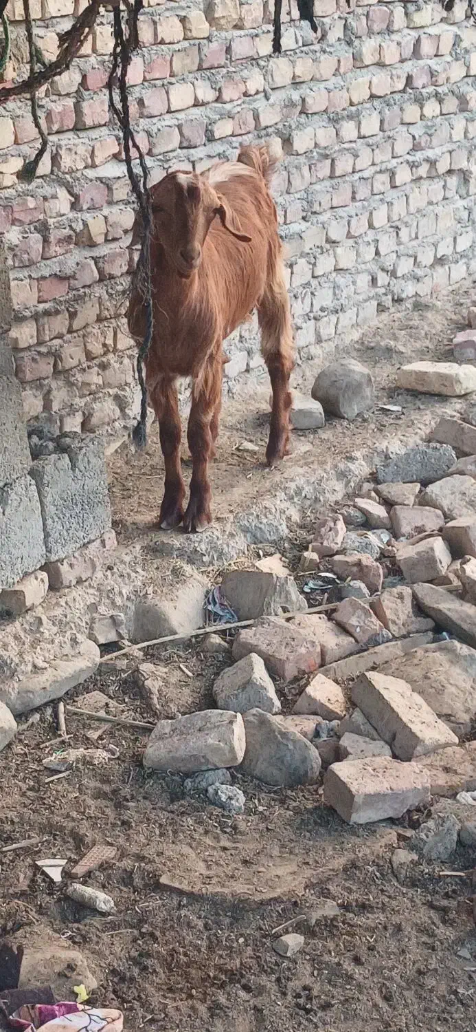 تروشت نر مالداری نگهداری|حیوانات مزرعه|سراوان, |دیوار