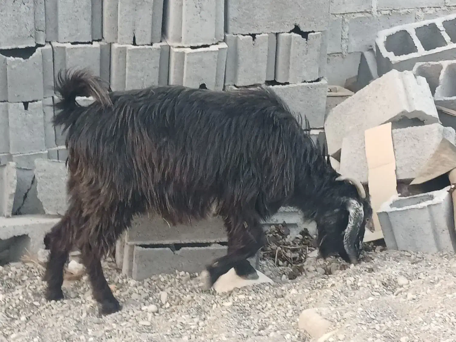 فروش گوسفند محلی|حیوانات مزرعه|رودخانه, |دیوار