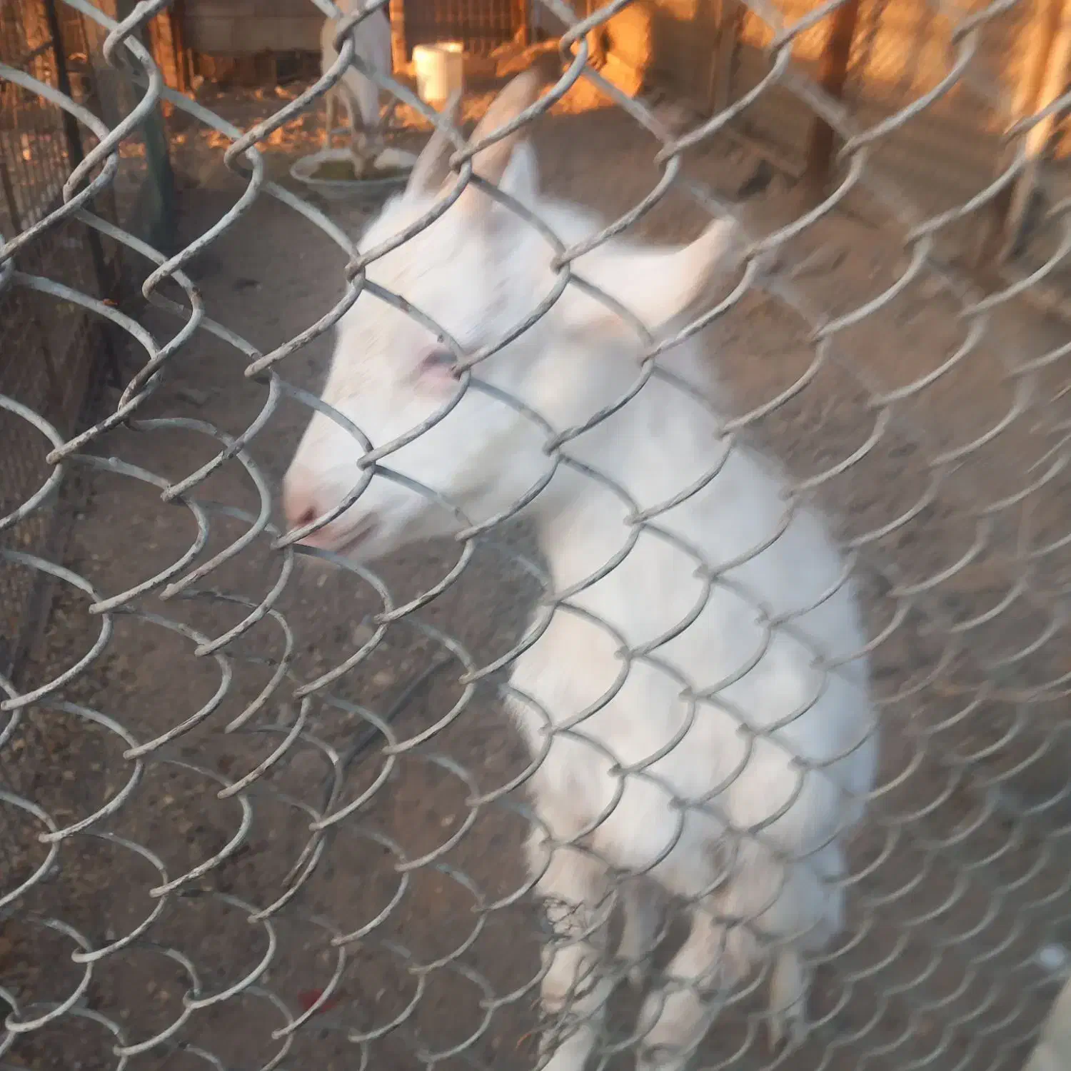 بز اصیل سانین ماده ۷ ماهه|حیوانات مزرعه|تهران, بوستان سرخه حصار|دیوار