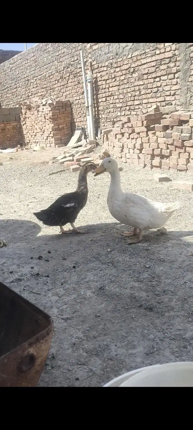 تخم مرغ اردک|حیوانات مزرعه|زاهدان, |دیوار