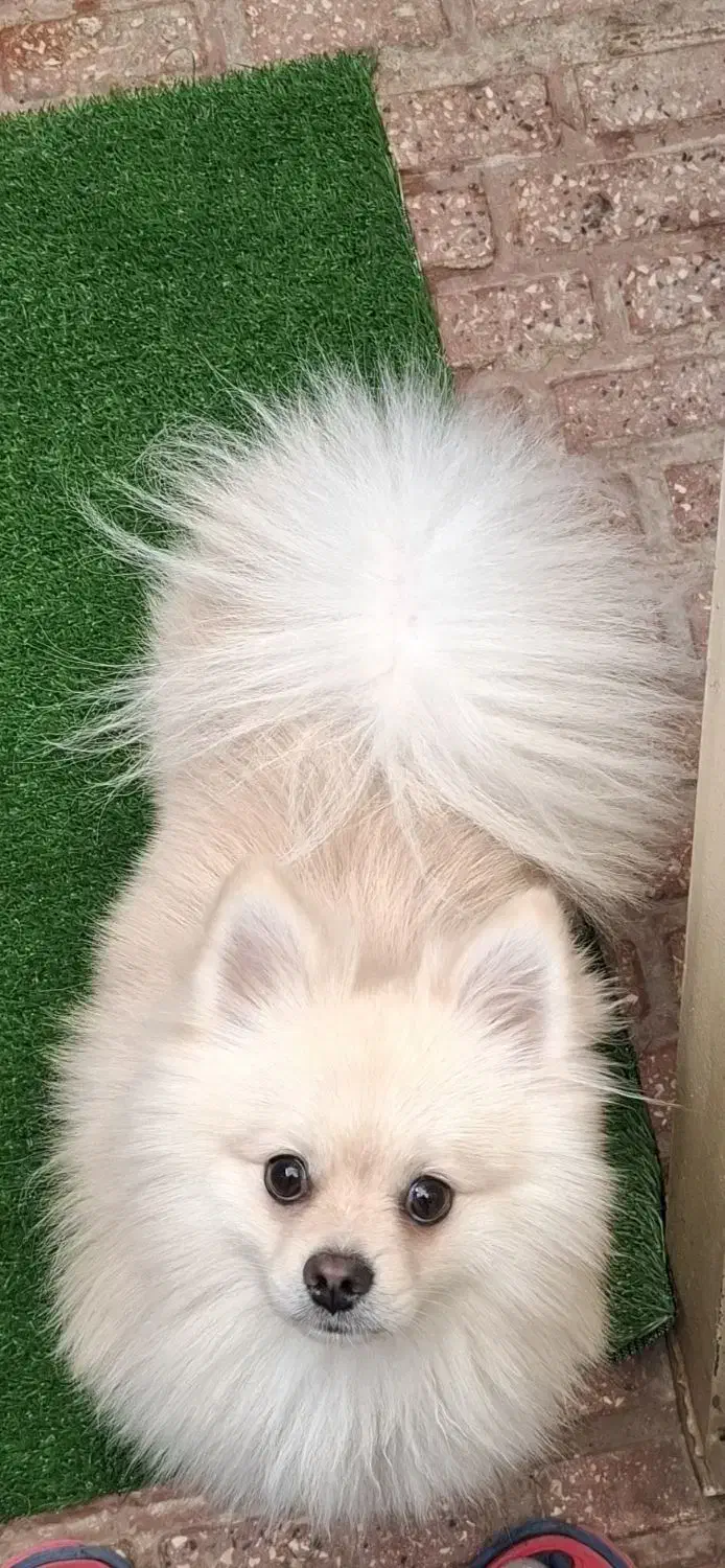 پامرین نرو ماده|سگ|الوند, |دیوار