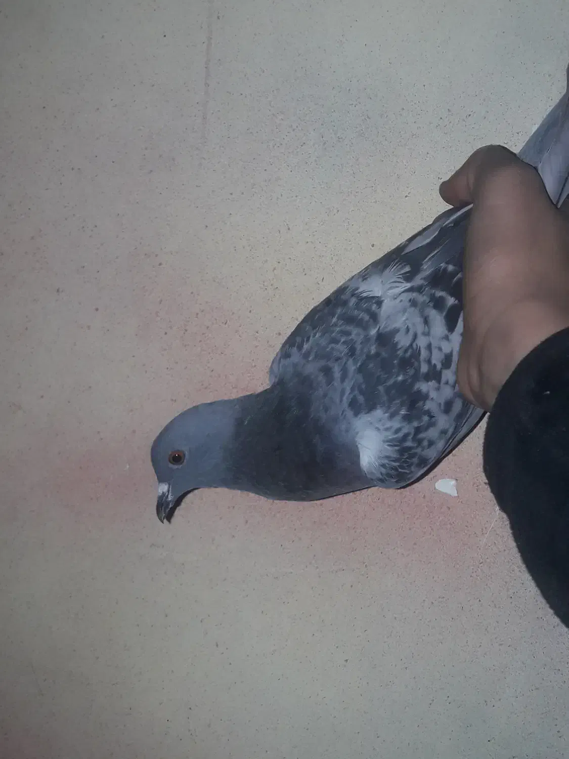 سبز پولکی|پرنده|سبزوار, قصبه شرقی|دیوار