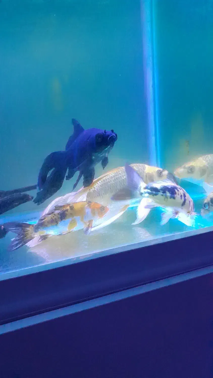 اکواریوم با ماهی و تجهیزات کامل|ماهی|پاکدشت, شهرک امام رضا|دیوار