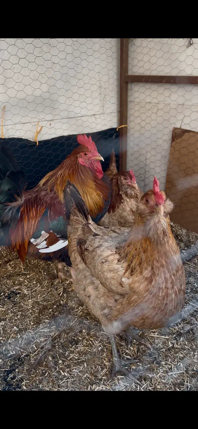 مرغ و خروس|حیوانات مزرعه|اهواز, بیست متری شهدا|دیوار