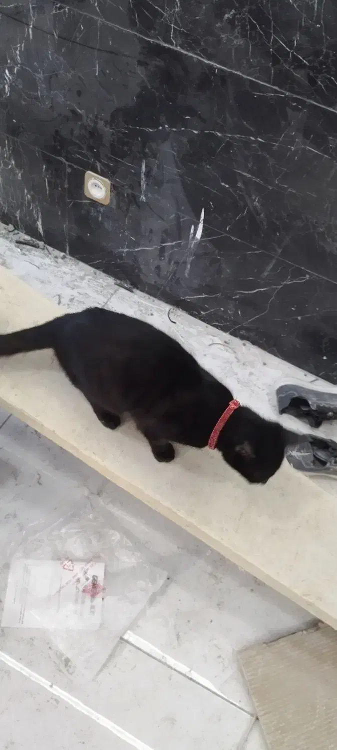 گربه پیدا شده|حیوانات|تبریز, |دیوار