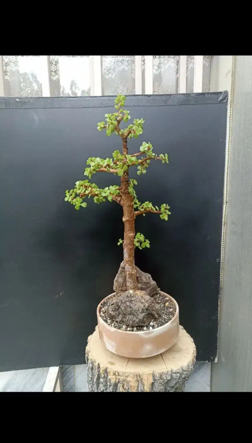 لوبیا سحر امیز و بنسای|گل و گیاه طبیعی|شیراز, سجادیه|دیوار