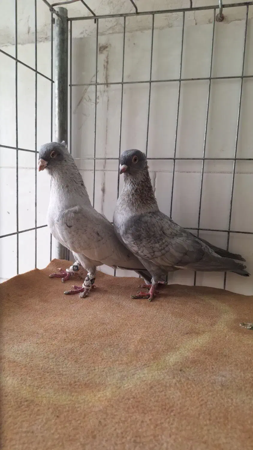 پرنده|حیوانات|نیشابور, پنجراه|دیوار