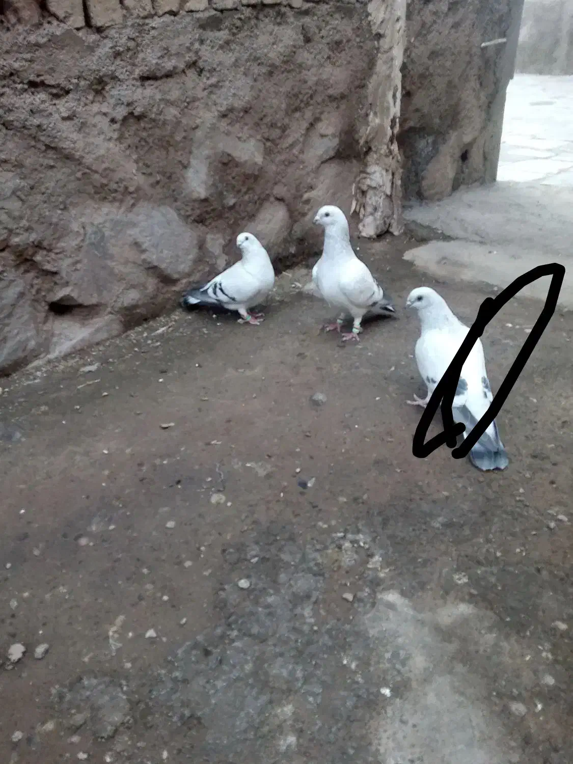 سه تاشامی|پرنده|نیشابور, مازول|دیوار