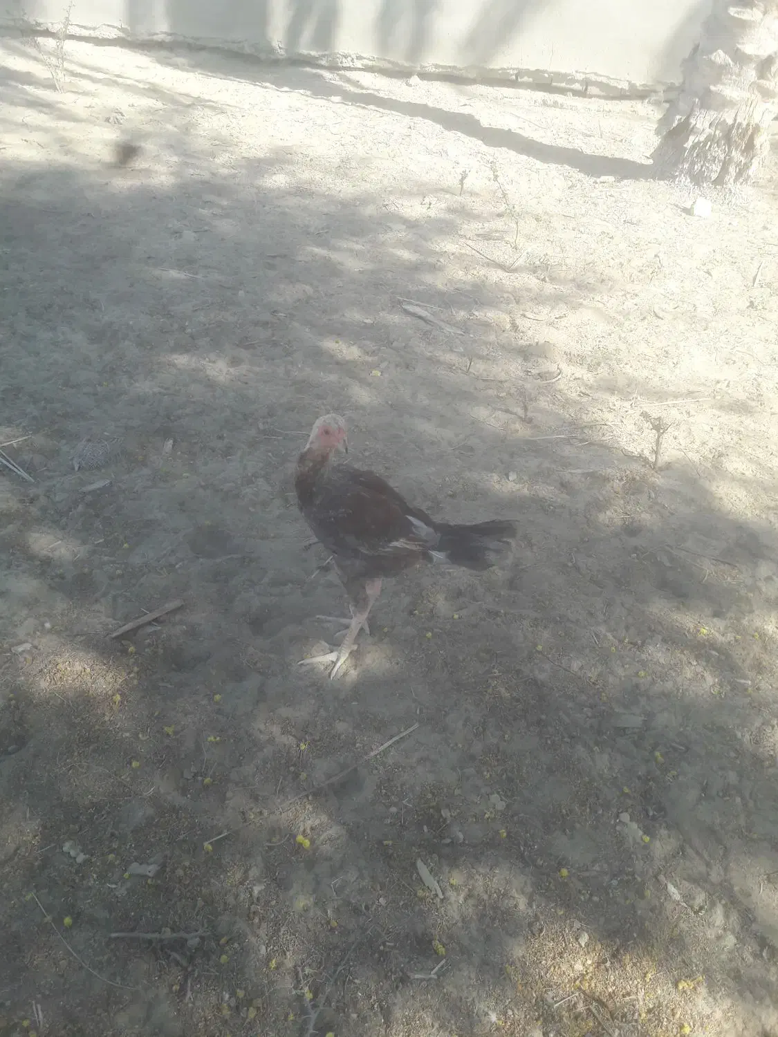 خروس کوچک|حیوانات مزرعه|کنارک, |دیوار