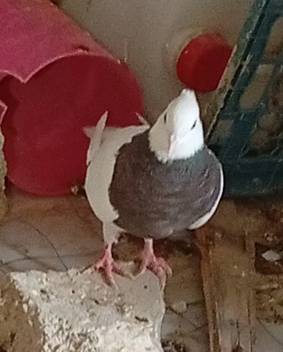 طوقی|پرنده|بهبهان, |دیوار