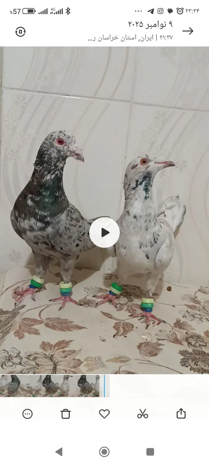 هفرنگ و پلنگ کرمونی|پرنده|کاشمر, |دیوار