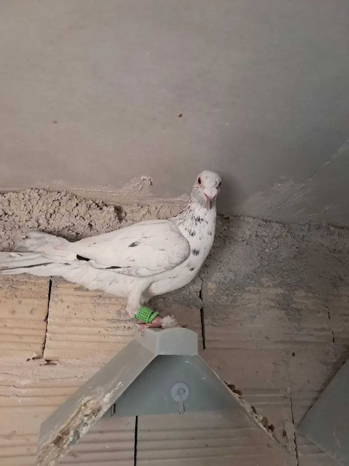 کبوتر پرنده دوتا قلدر|پرنده|الوند, |دیوار