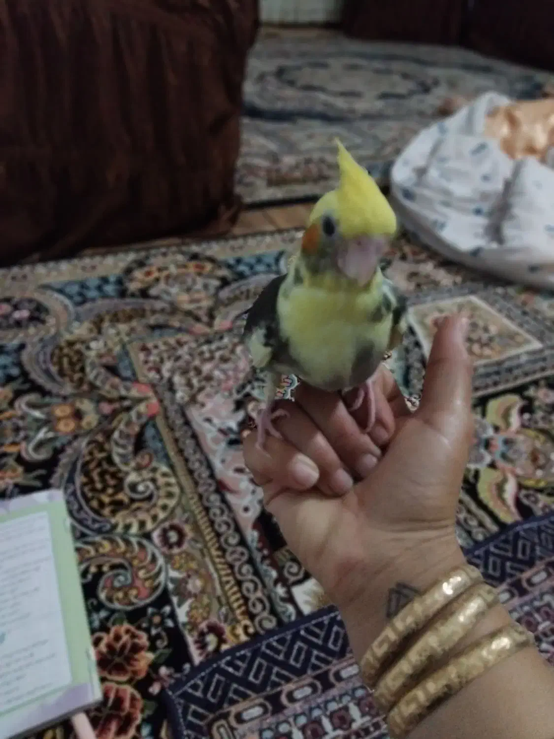 عروس هلندی نر|پرنده|شیروان (خراسان), |دیوار