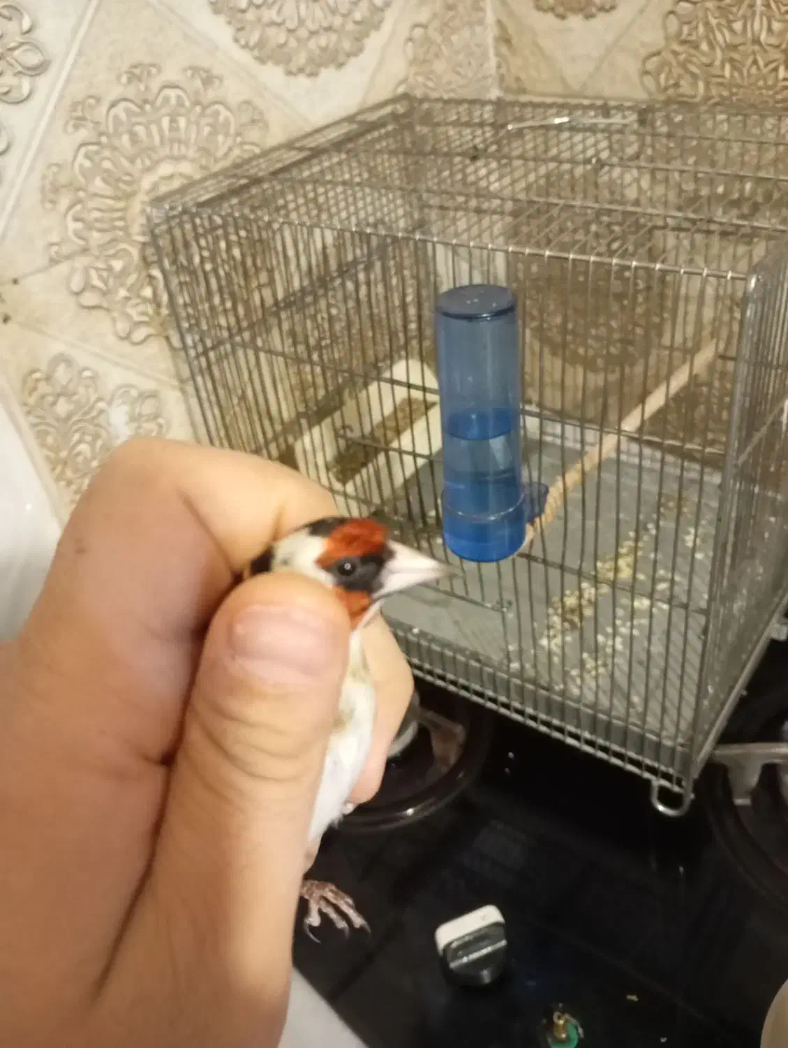 سهره نر چونه سفید|پرنده|تهران, هفت چنار|دیوار