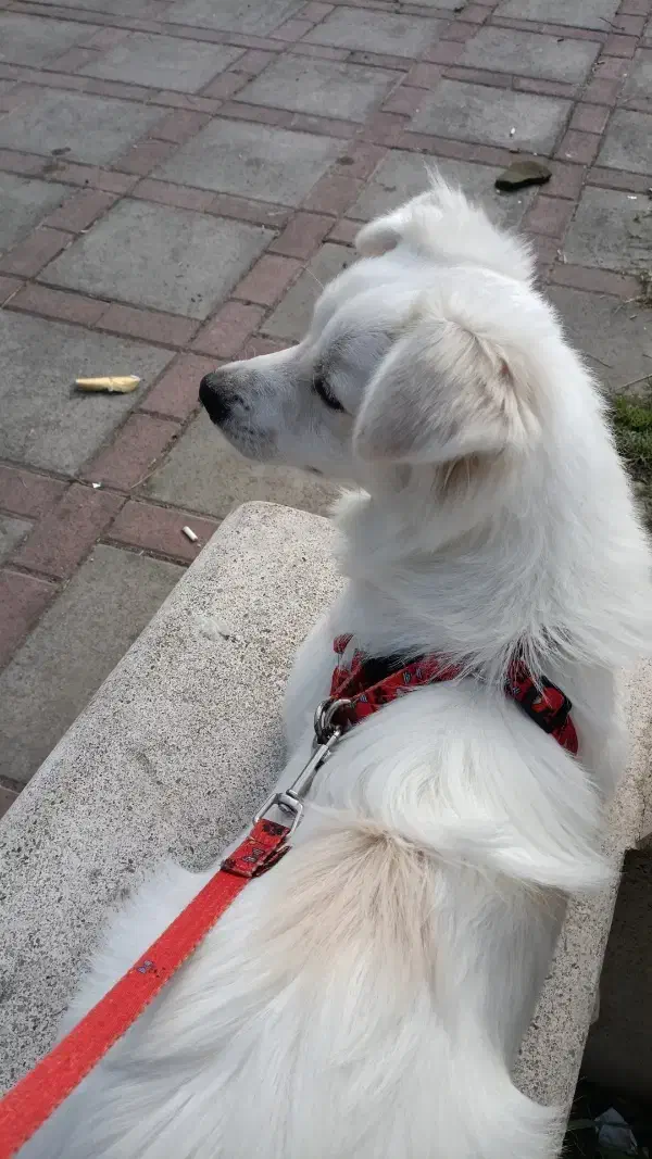 سگ اشپیتز سفید|سگ|لاهیجان, کوی زمانی|دیوار