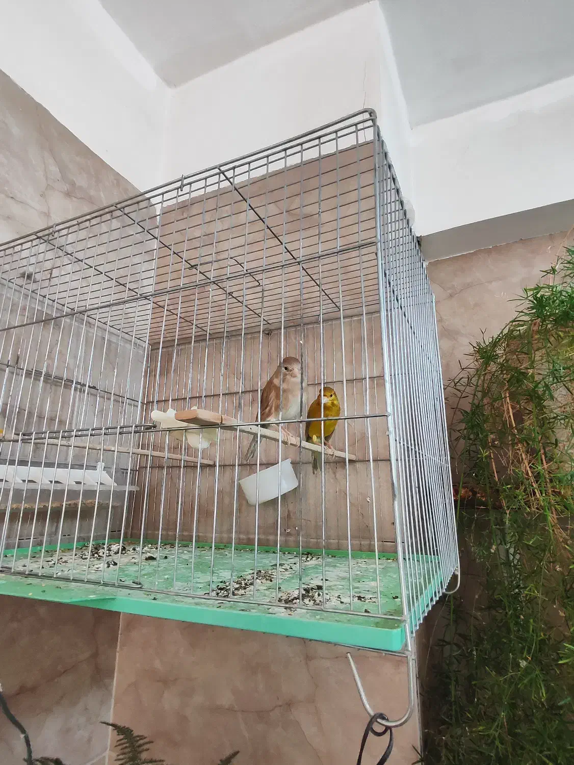 پرنده|پرنده|یزد, |دیوار