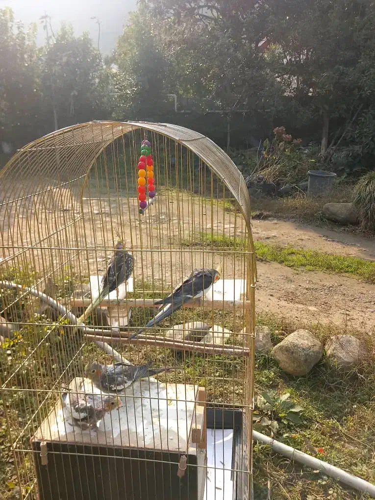 عروس هلندی|پرنده|تنکابن, |دیوار