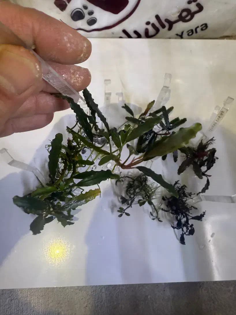 گیاه اکواریوم باسفلاندرا بوسفلاندرا انابیاس|ماهی|تهران, بریانک|دیوار