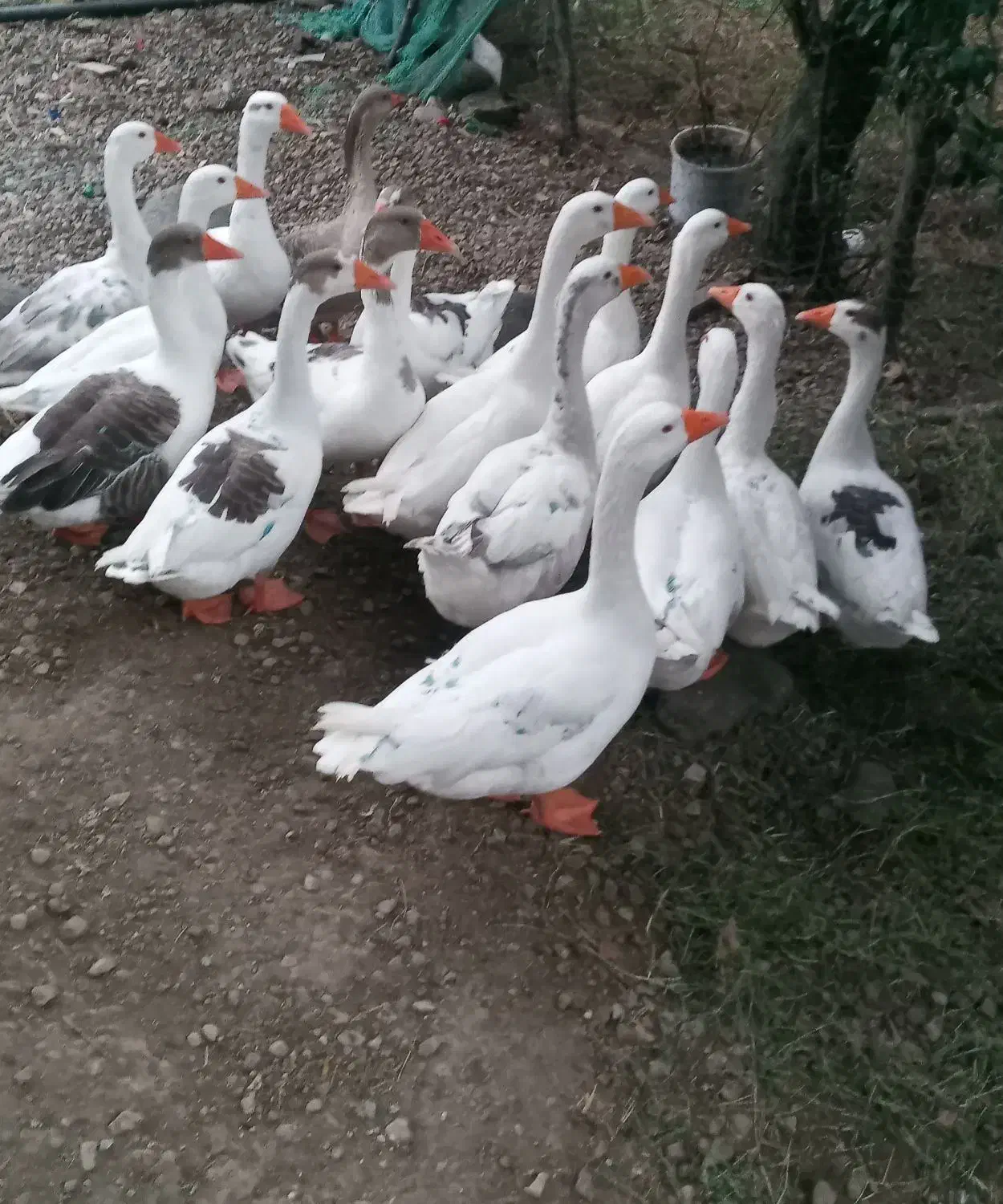 غاز|حیوانات مزرعه|لوندویل, |دیوار