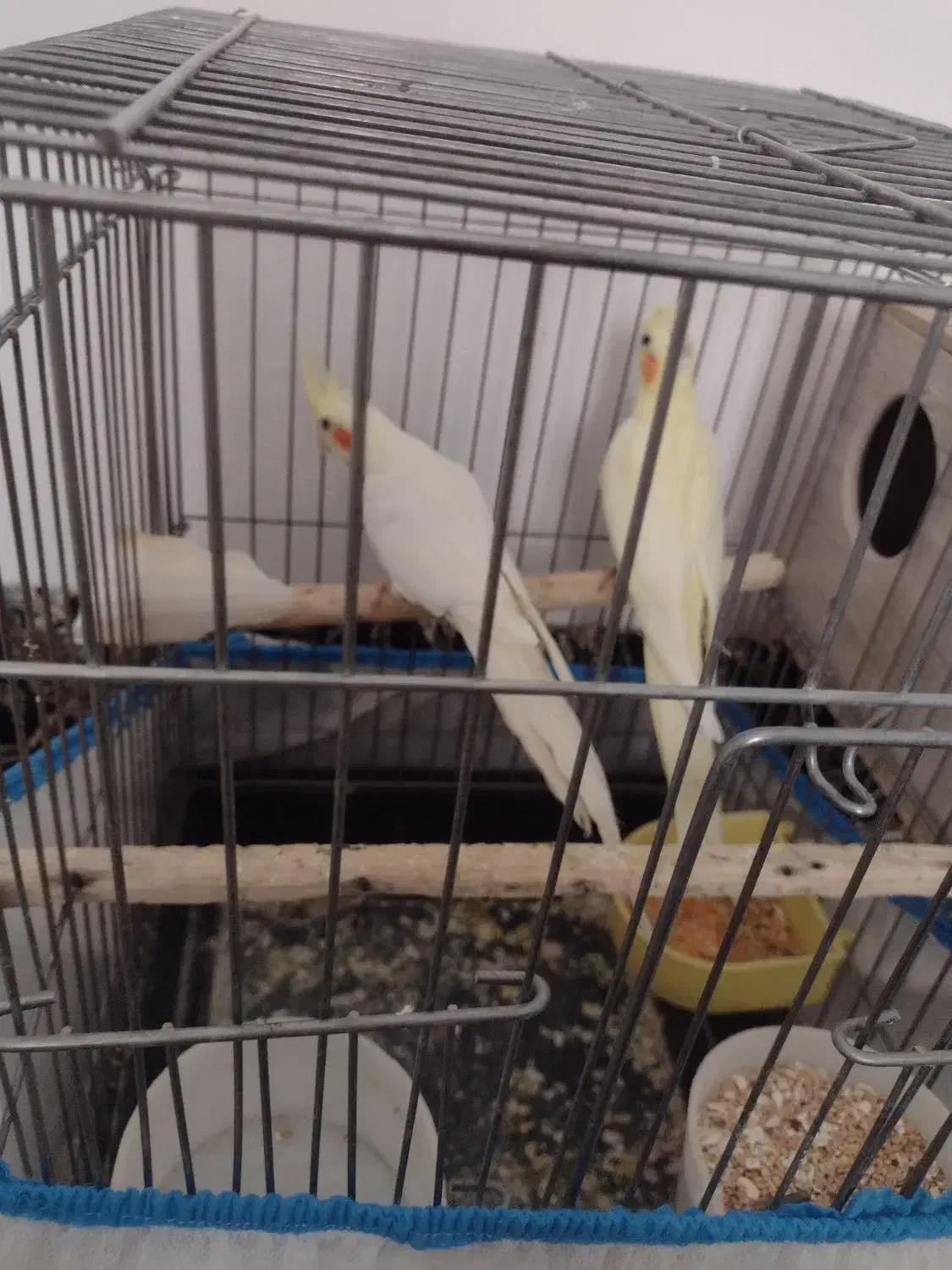 یک جفت عروس هلندی صددرصد تضمینی|پرنده|بومهن, |دیوار