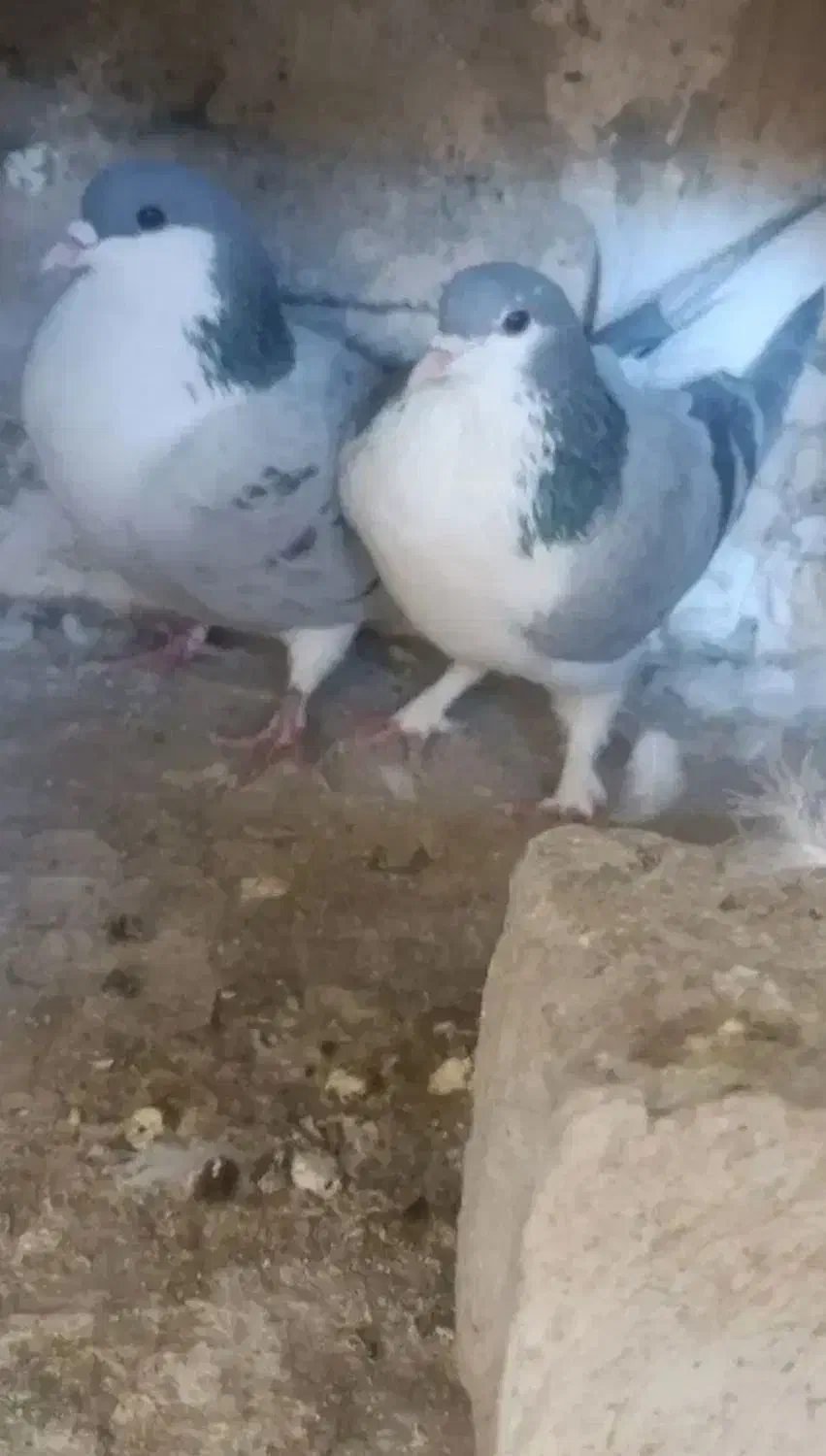 کبوتر لچکی مهر|پرنده|بیستون, |دیوار