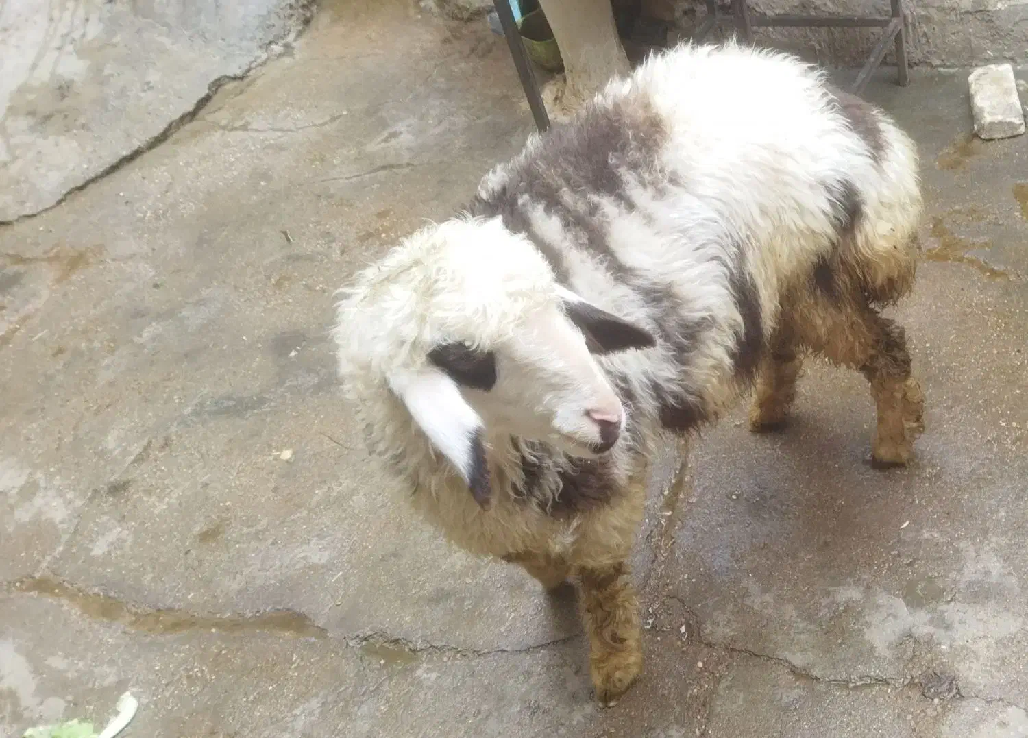 بره پلنگی درجه یک|حیوانات مزرعه|اندیمشک, |دیوار