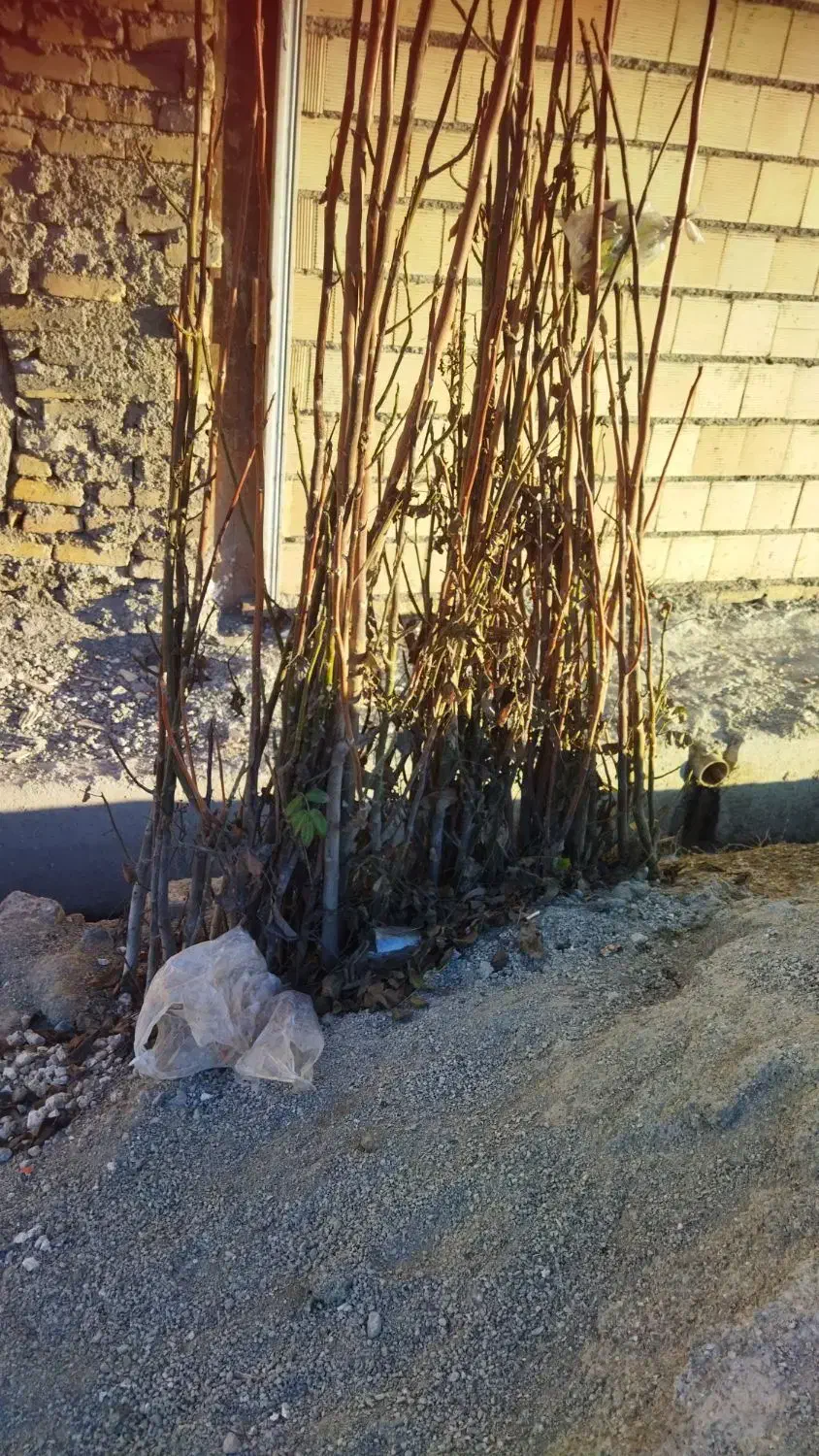 نهال گردو|گل و گیاه طبیعی|محمدشهر, کوی بهار|دیوار