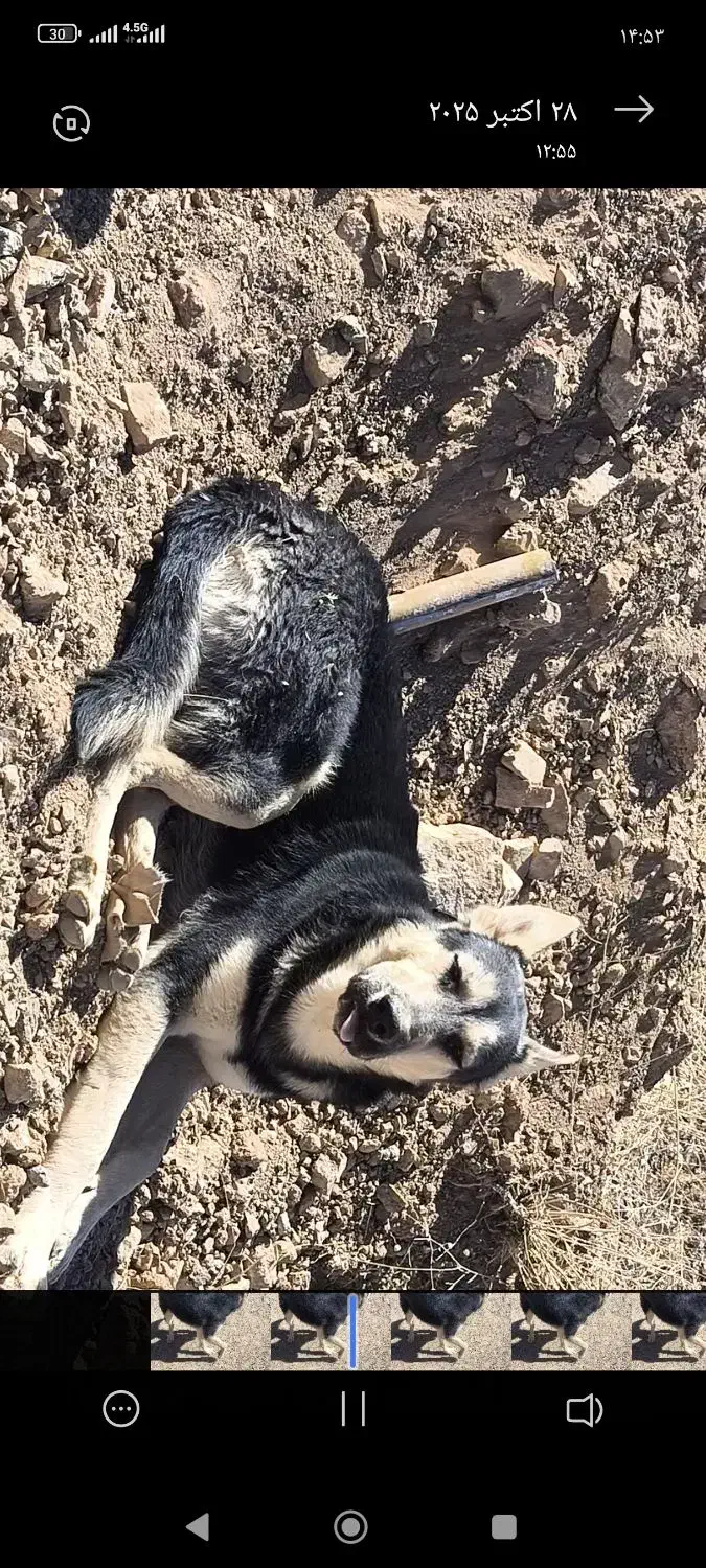 سگ میکس ژرمن|سگ|سنندج, |دیوار