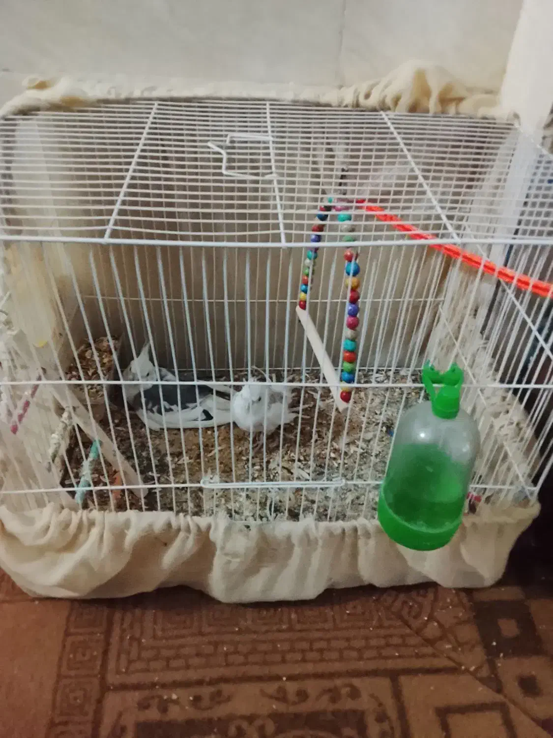 یک جفت عروس هلندی|پرنده|رضویه, |دیوار