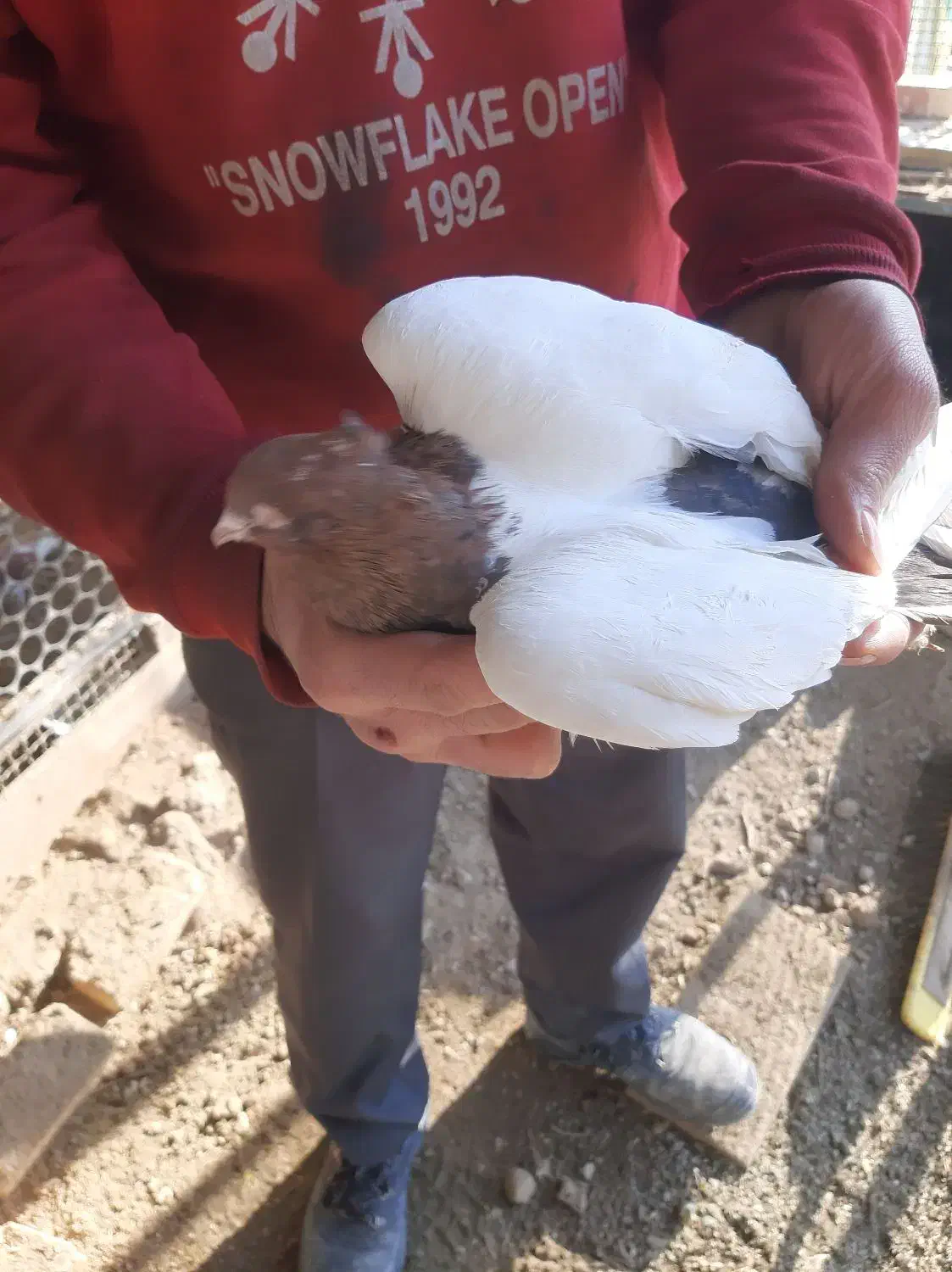 کبوتر|پرنده|رودهن, |دیوار