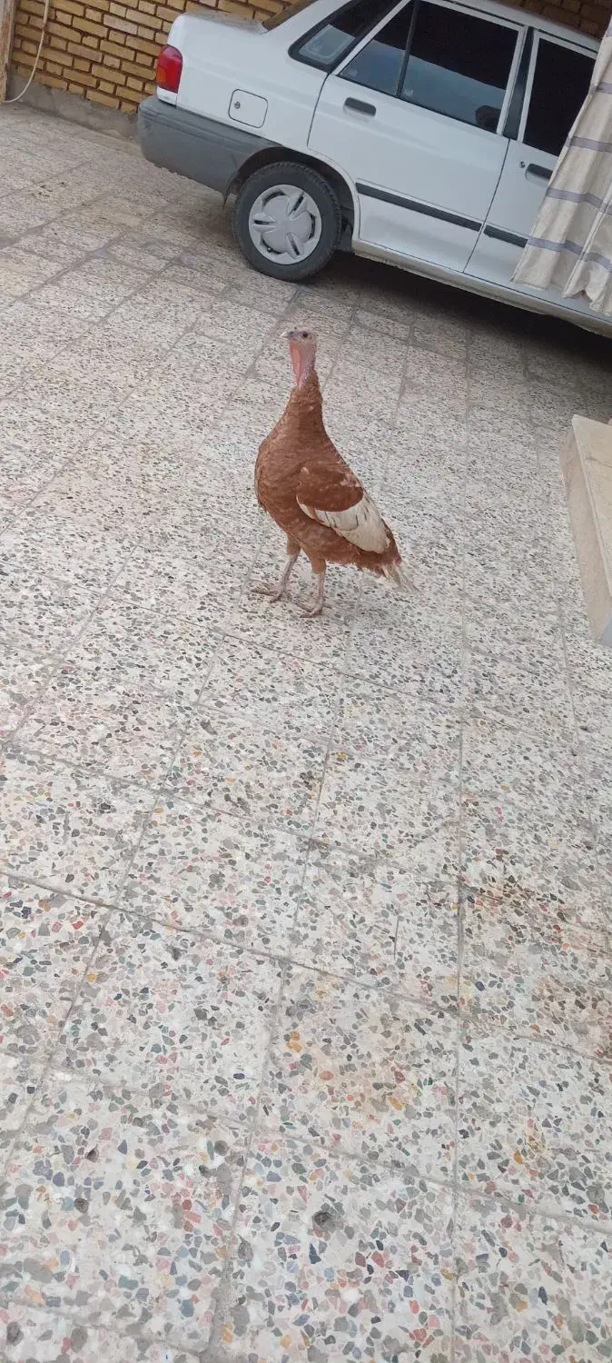 یک عدد بوقلمون ماده بارنگ خاس|حیوانات مزرعه|دزفول, |دیوار