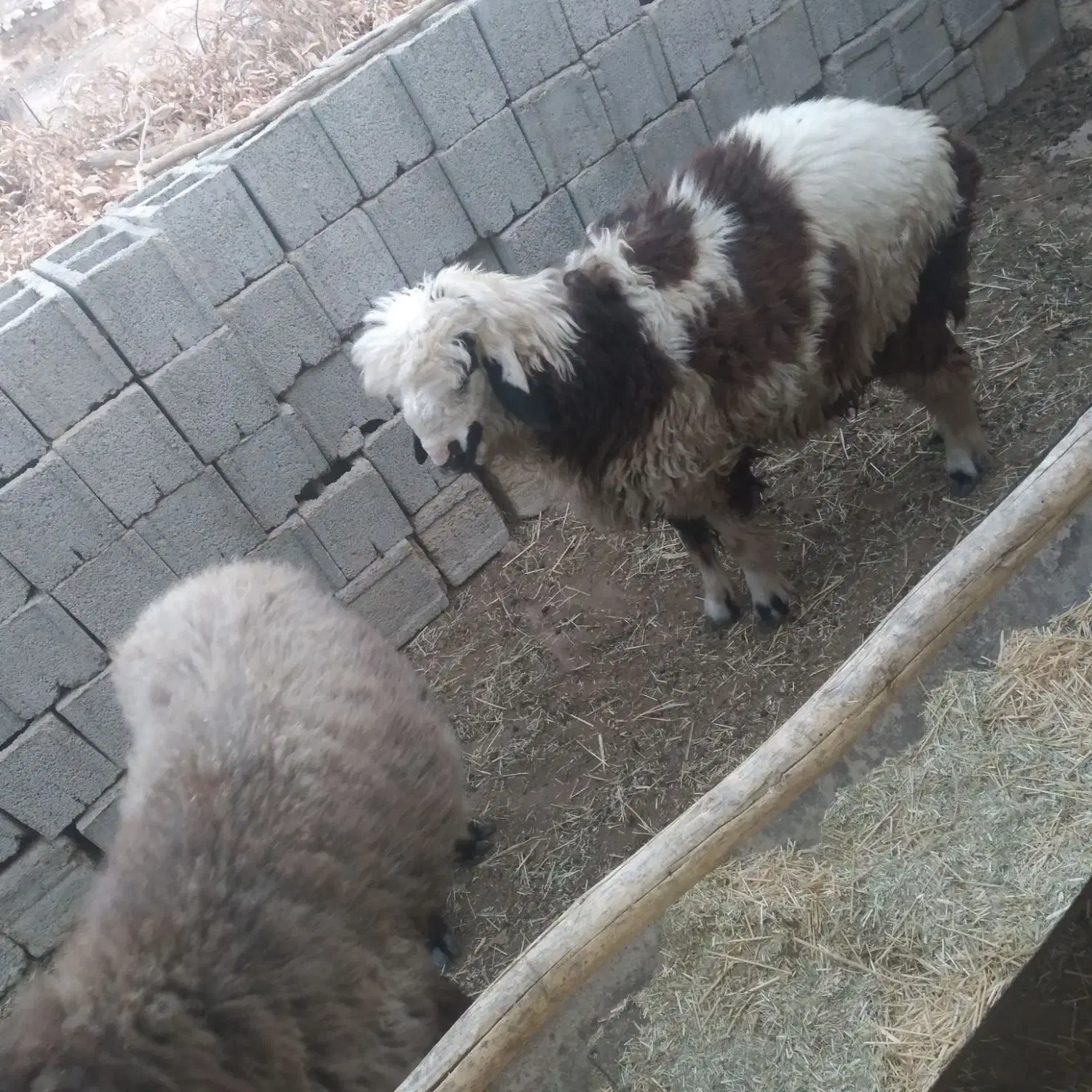 بره نر|حیوانات مزرعه|لنده, |دیوار