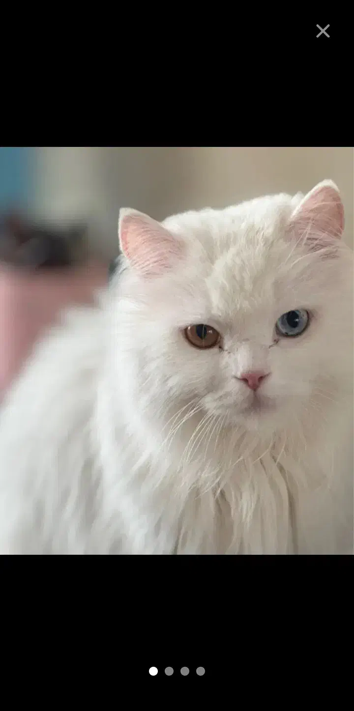 گربه پرشین چشم دورنگی|گربه|یزد, |دیوار