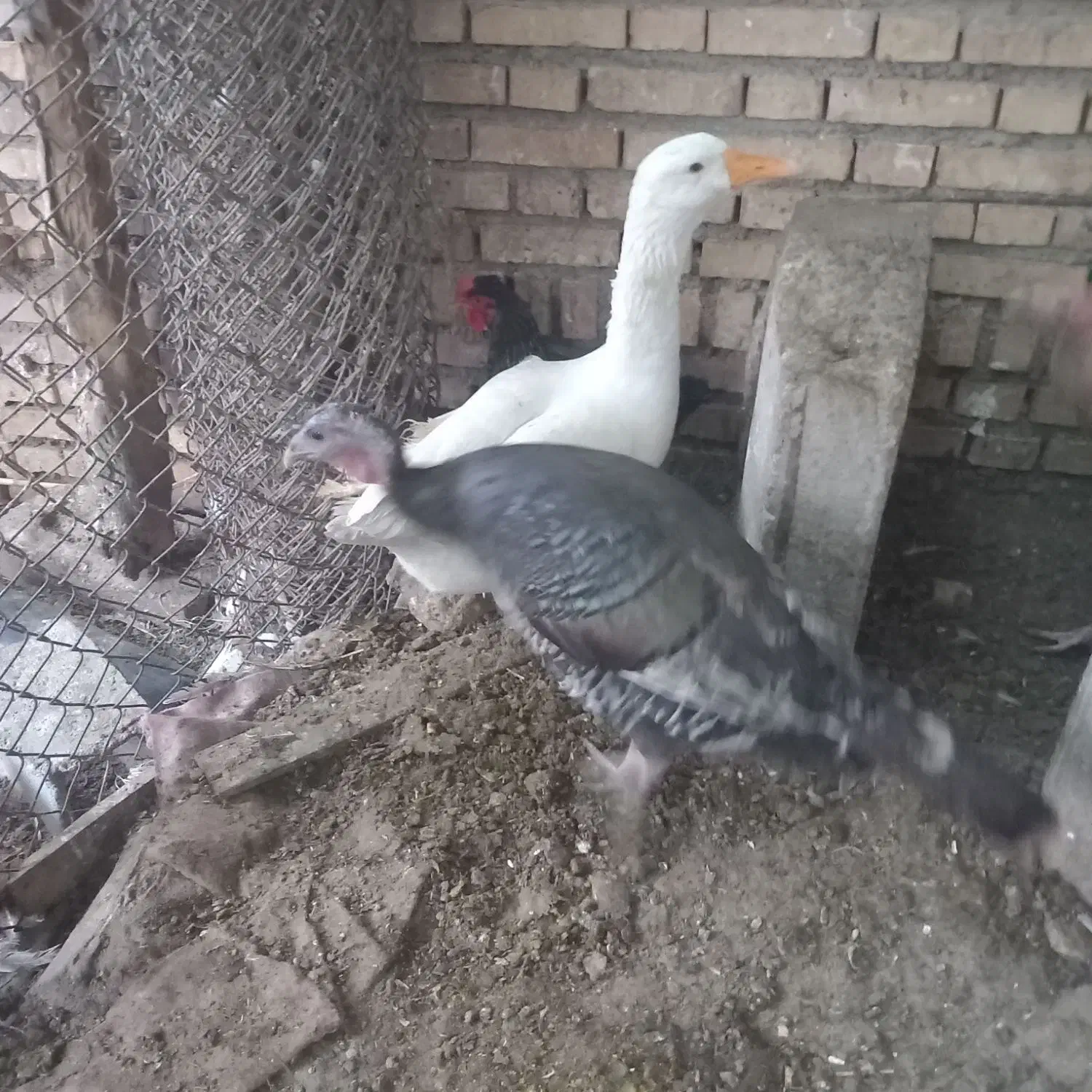 بوغلمو درجه یک|حیوانات مزرعه|دزفول, |دیوار