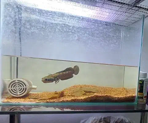 چانا بلو‌پالچرا|ماهی|لنجان, |دیوار