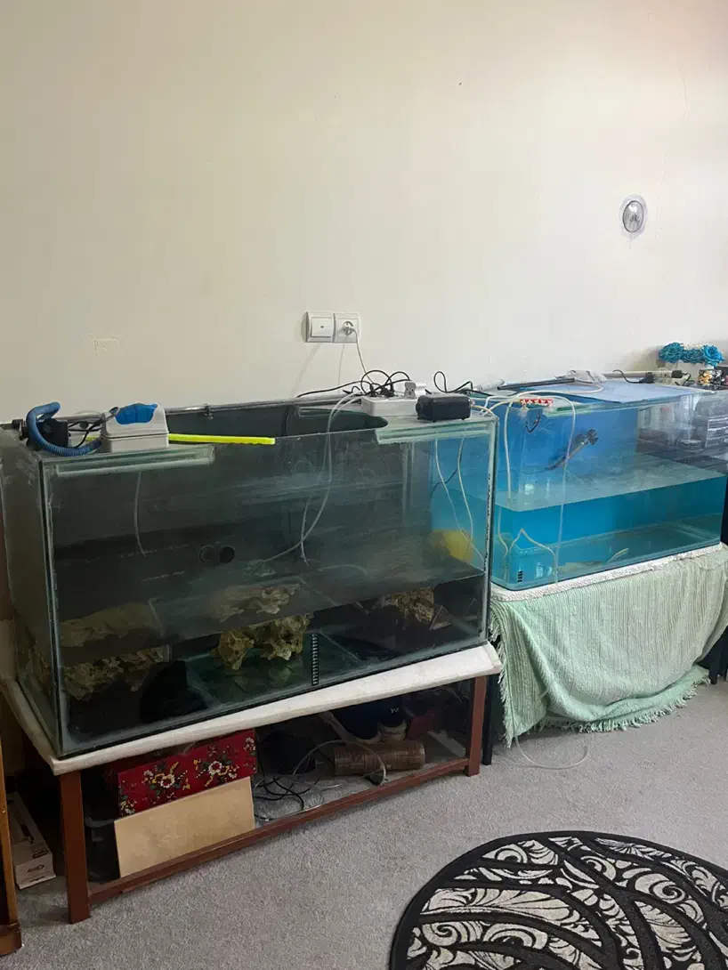 اکواریوم|ماهی|خرم‌آباد, |دیوار