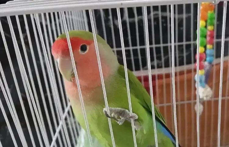 کوتوله های برزیلی خوشگل|پرنده|جیرفت, |دیوار