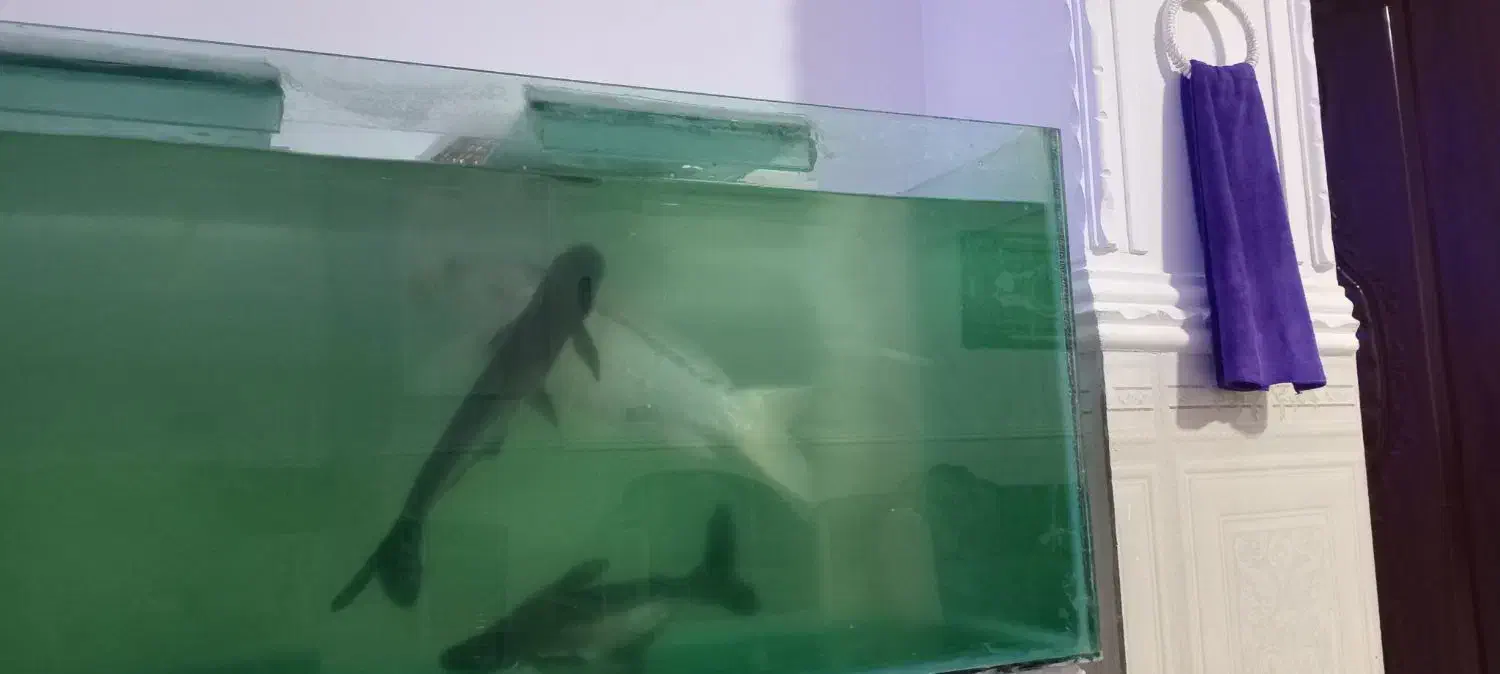 ماهی|ماهی|زابل, |دیوار