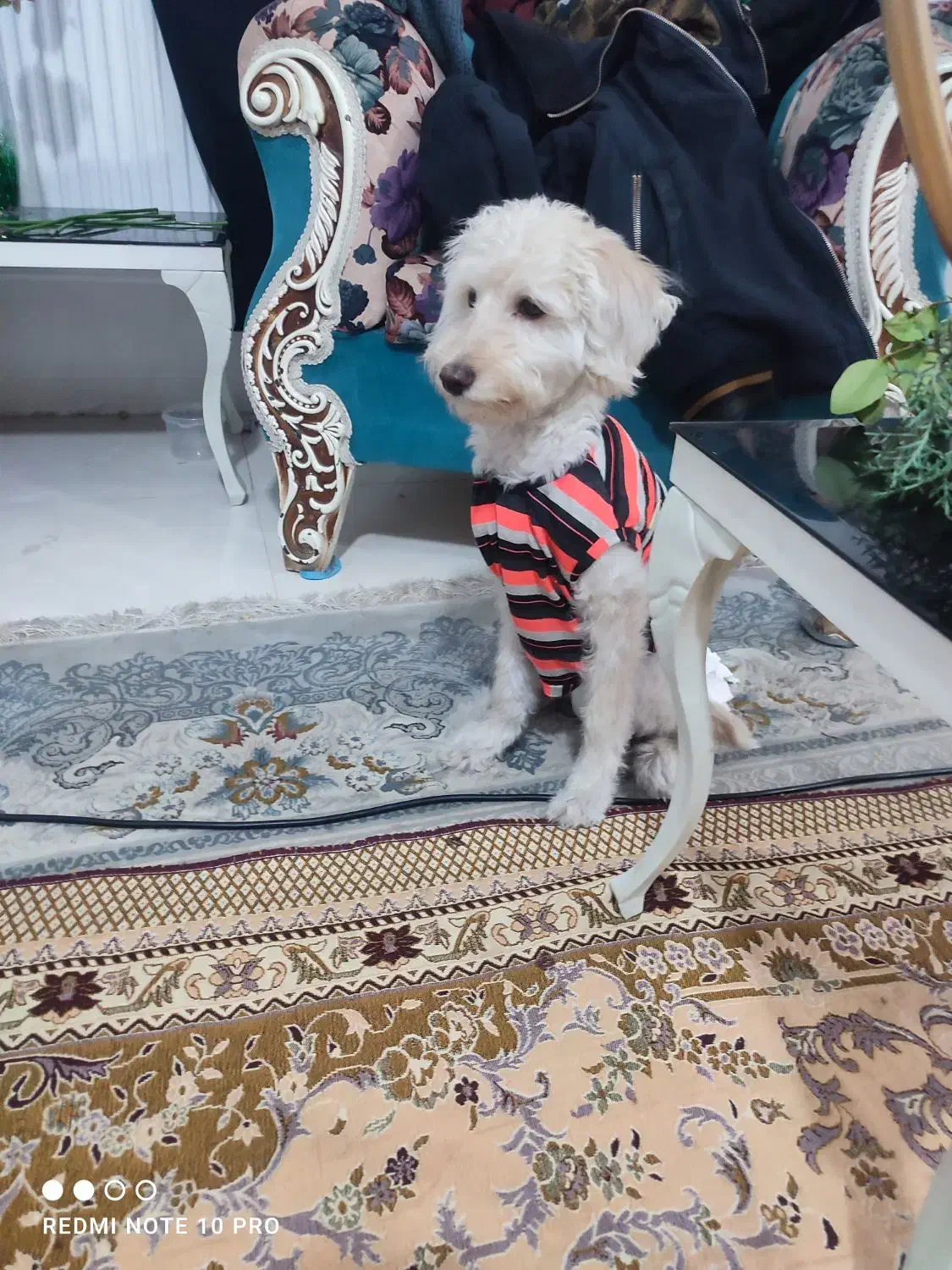 واگذاری سگ خونگی|سگ|پاکدشت, پاکدشت (مامازند)|دیوار