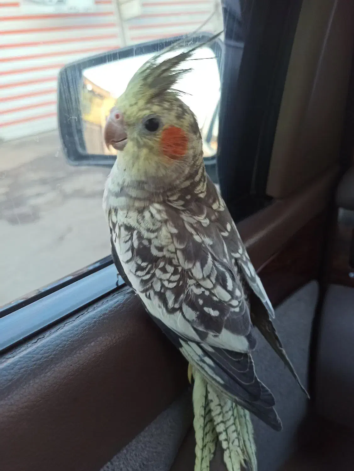 عروس هلندی|پرنده|رشت, آب و برق|دیوار