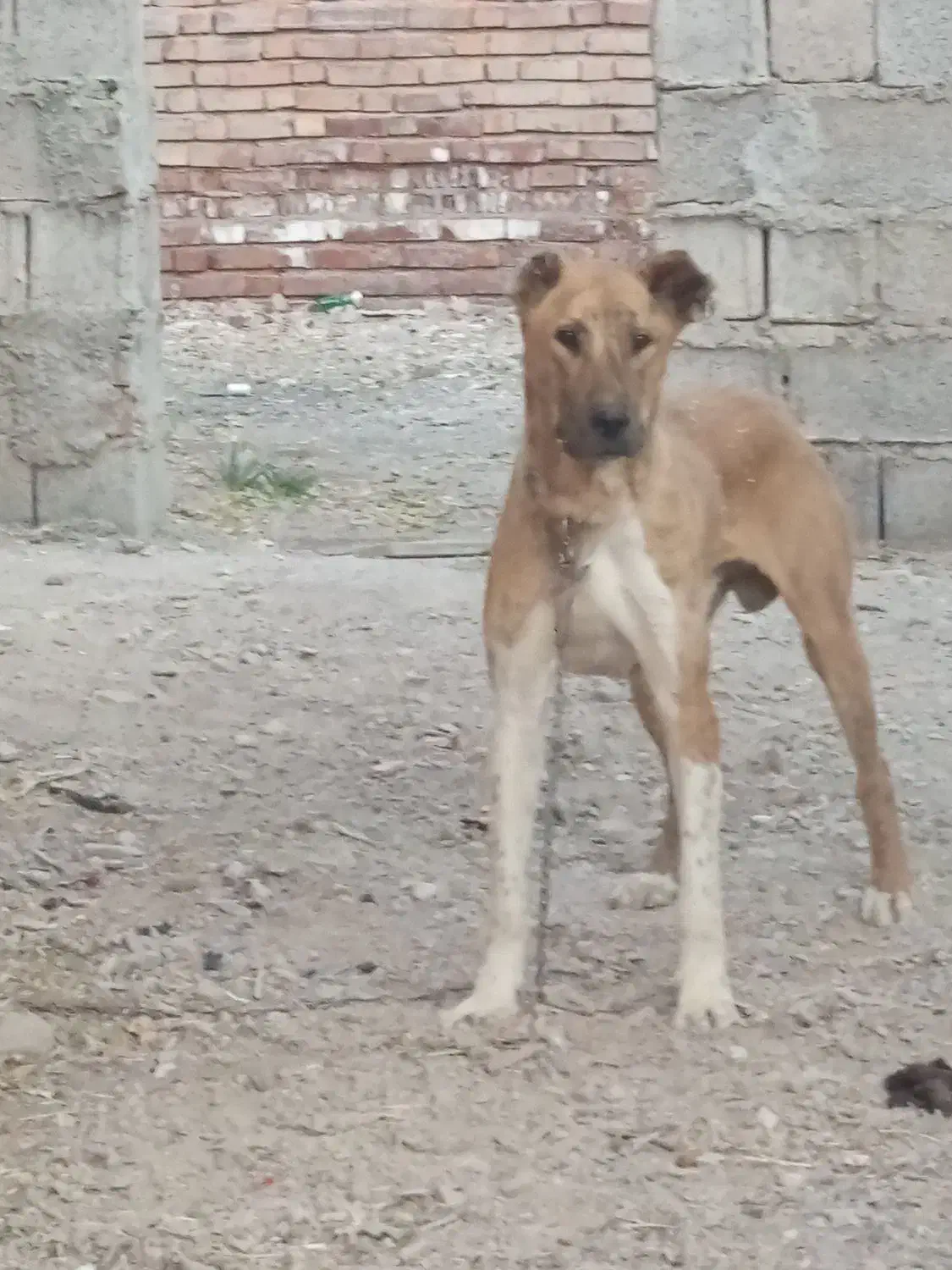 سگ افغان|سگ|زرند, |دیوار