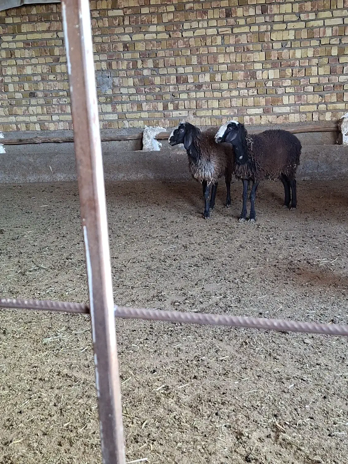 بره ماده|حیوانات مزرعه|اسفرورین, |دیوار