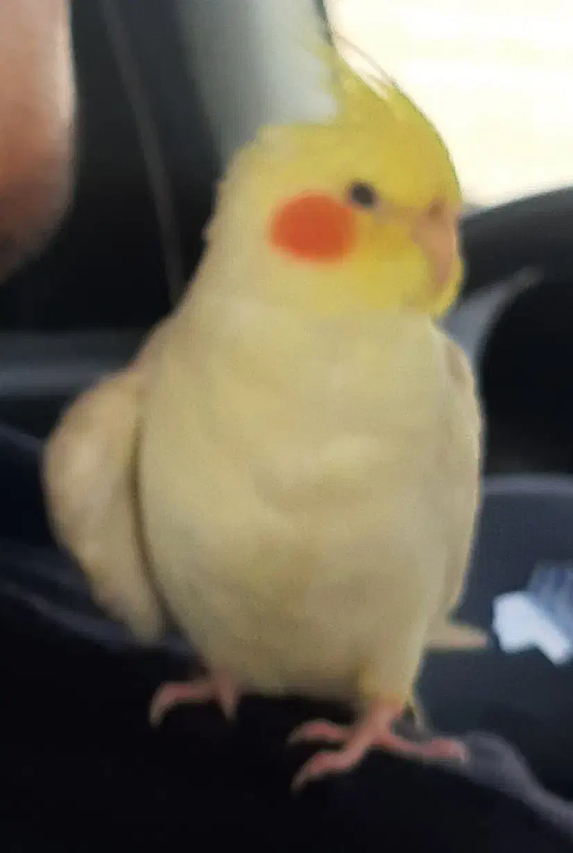 عروس هلندی گمشده|حیوانات|گرگان, |دیوار