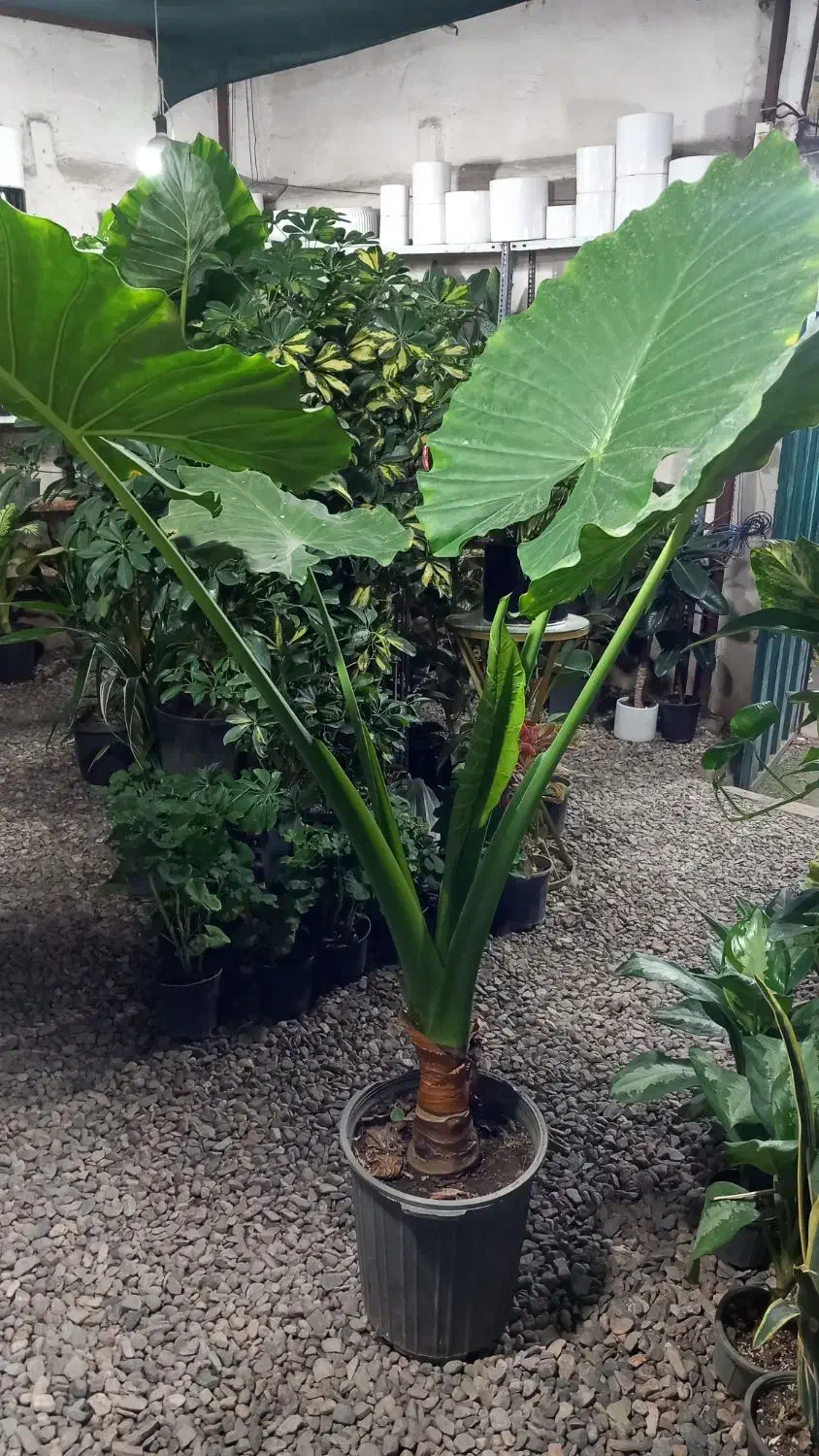 گلخانه اکسیژن|گل و گیاه طبیعی|مشهد, تلگرد|دیوار