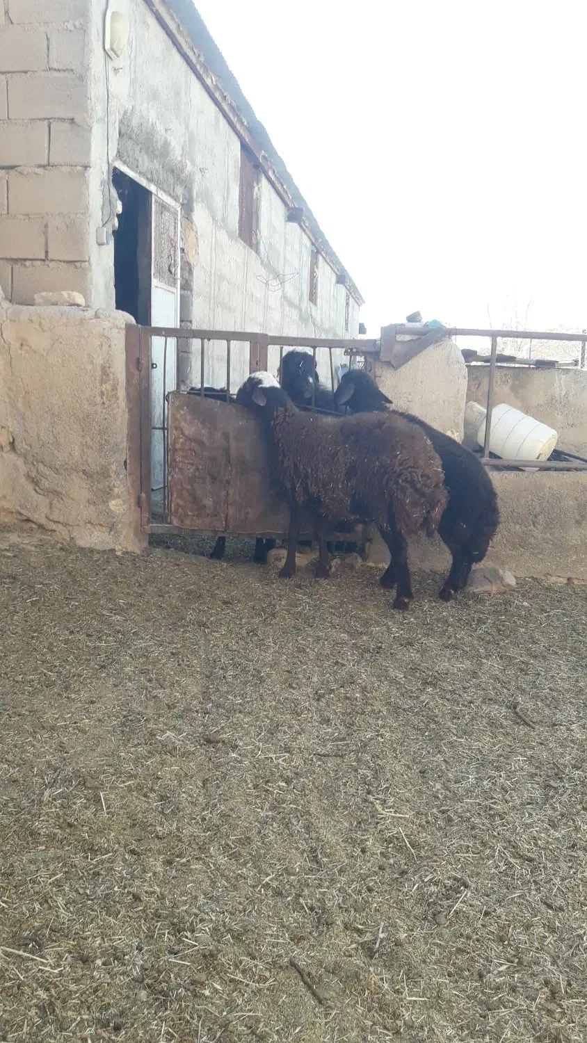 قوچ همو وبره نرهمووماده هترو|حیوانات مزرعه|قوچان, |دیوار