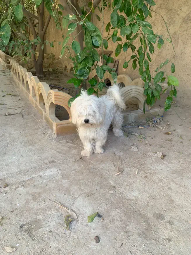 سگ پشمالو جوان|سگ|بوشهر, |دیوار