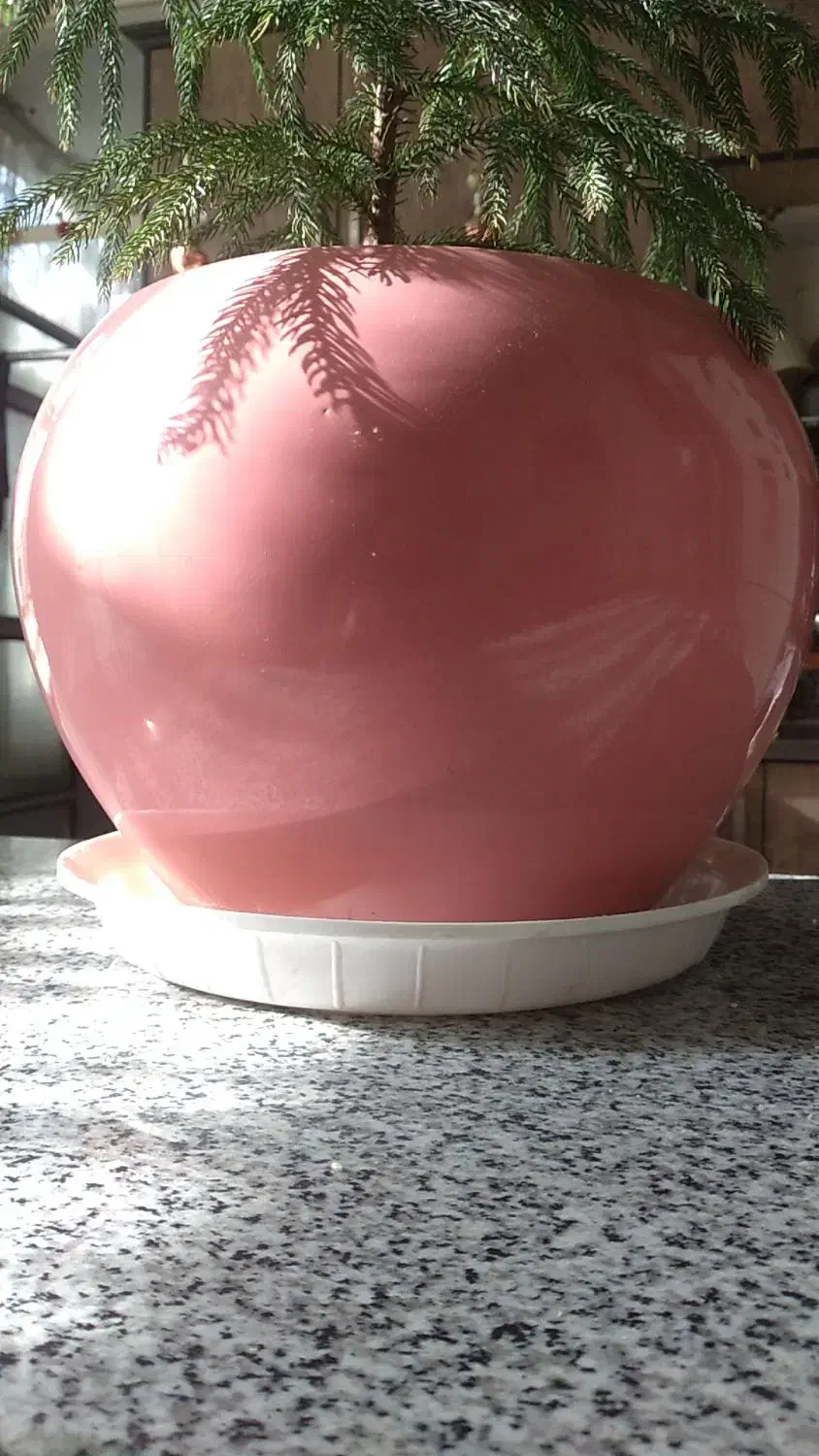 گلدان سرامیکی|گل و گیاه طبیعی|اراک, |دیوار